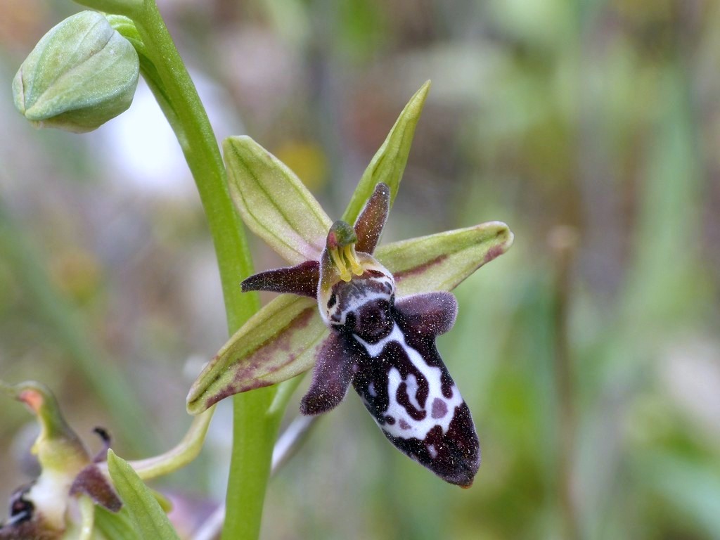 Ophrys cretica, Ophrys episcopalis  Creta aprile 2016